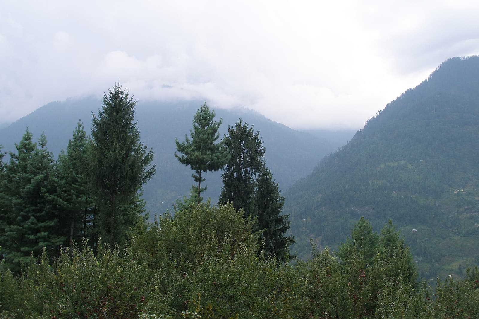 A hillside lawn in the Himachal foothills laid for a morning function.